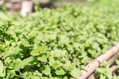 Sebze bahçesinde yetişen bir bitki nane aile veya bir uçucu yağ onları bir lezzet gıda olarak kullanılan elde edilen aromatik yaprakları taze nane tesisi