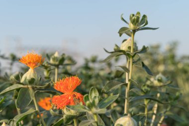 Bloom ve Safflowers bahçesinde tomurcukları aspir (Carthamus tinctorius, yanlış safran) başladı