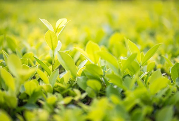 Nahaufnahme Mit Selektivem Fokus Grünes Blatt Plantage — Stockfoto