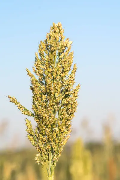 Close Millet Sorgo Importante Coltura Cerealicola Campo — Foto Stock