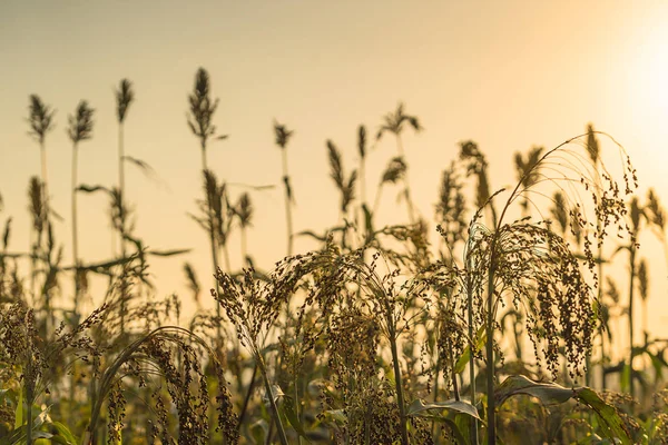 Close Sorghum Millet Important Cereal Crop Field Agent Sunset — Stock Photo, Image