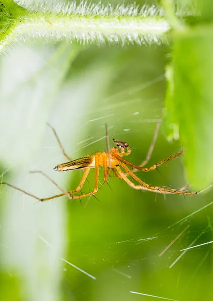 Araña Telaraña Hoja Verde Bosque Las Arañas Tienen Colmillos Que — Foto de Stock
