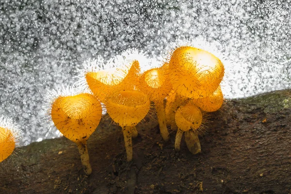 Cookeina Tricholoma Champagne Mushroom Small Hairy Cup Fungi Found Tropical — Stock Photo, Image