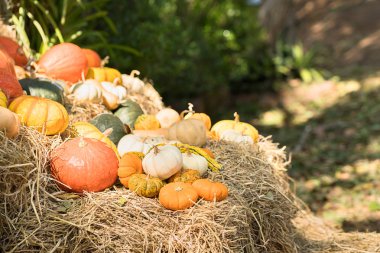 Çeşitli ürün yelpazesine kabaklar, A demet kabaklar bir saman balya organik çiftlik Satılık dekorasyon olarak kullanılmak üzere üst