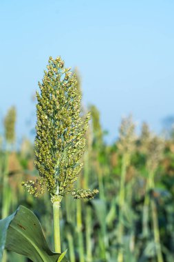 Sorgum veya darı önemli bir Mısır gevreği kırpma alanı Ajan mavi gökyüzünde kapatın