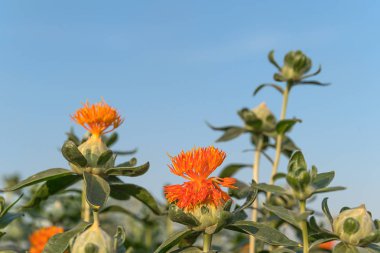 Bloom ve Safflowers bahçesinde tomurcukları aspir (Carthamus tinctorius, yanlış safran) başladı