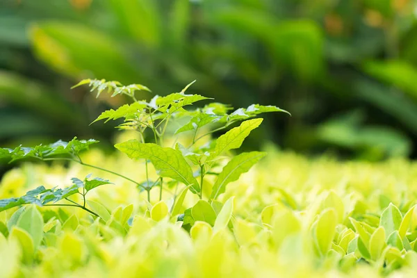 Gros Plan Avec Mise Point Sélective Feuille Verte Dans Plantation — Photo