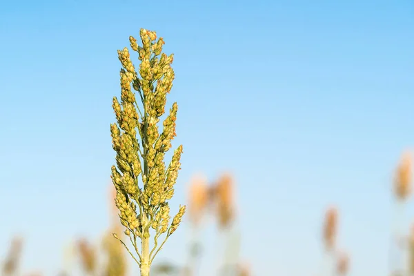 Feche Sorgo Milho Uma Importante Cultura Cereais Céu Azul Agente — Fotografia de Stock