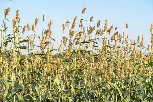 Mijo Sorgo Cultivo Importante Cereales Campo Sorgo Cereal Ampliamente Cultivado — Foto de Stock