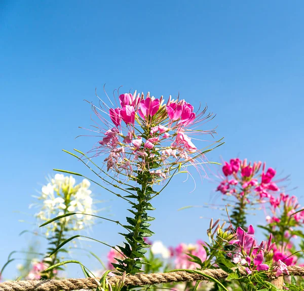 Nahaufnahme Rosa Und Weiße Spinnenblume Cleome Hassleriana Garten Agent Blauer — Stockfoto