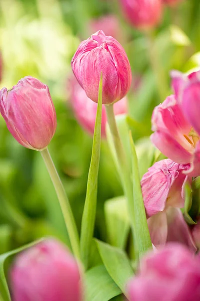 Gros Plan Tulipes Roses Fleurissant Dans Jardin Fleuri — Photo