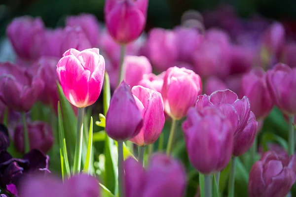 Fermer Tulipes Pourpres Fleurissant Dans Jardin Fleurs — Photo