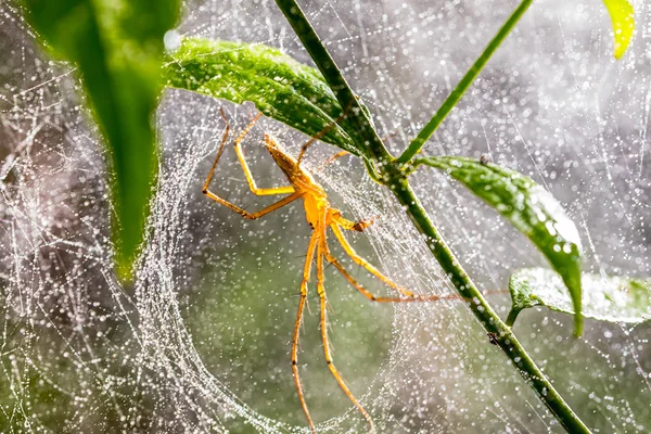 Araña Telaraña Hoja Verde Bosque Las Arañas Tienen Colmillos Que — Foto de Stock