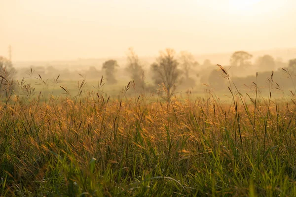Wild Grass Golden Sky Hours Morning Sunrise — Stock Photo, Image