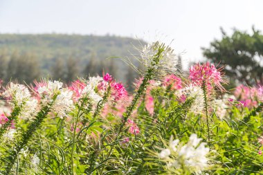 Pembe ve beyaz kadar yakın Bahçe örümcek çiçek (Cleome hassleriana)