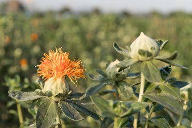 Bloom ve Safflowers bahçesinde tomurcukları aspir (Carthamus tinctorius, yanlış safran) başladı
