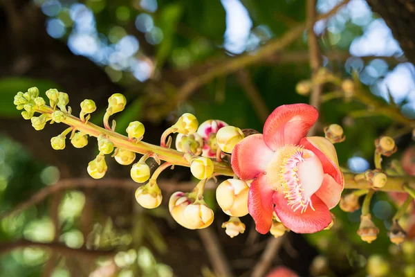 Крупним Планом Shorea Robusta Або Квітка Гармати Couroupita Graphanensis Дереві — стокове фото