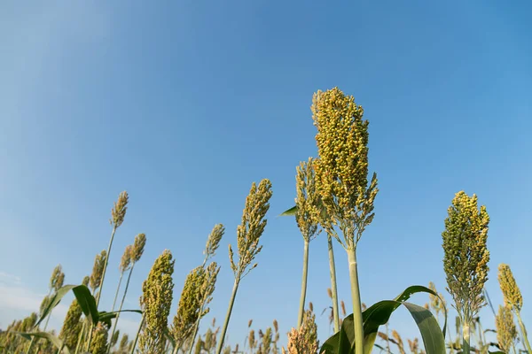 Закрыть Поле Sorghum Просо Важный Зерновой Культуры — стоковое фото