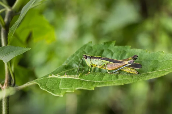 Macro Photographie Sauterelle Sur Feuille Verte Dans Forêt Sauterelle Insecte — Photo