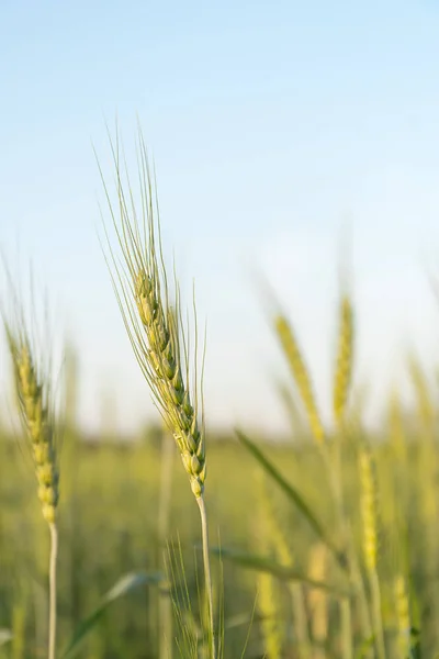 主に醸造用及び小麦粉用に耳から伸びる粗い毛を有する大麦粒耐久性穀物 — ストック写真