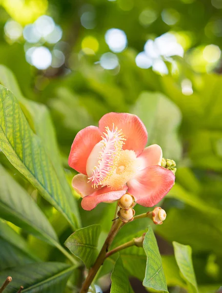 Shorea Robusta Flor Canhão Flores Sal Couroupita Guianensis Árvore — Fotografia de Stock