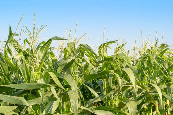 Corn Pollen Corn Tassel Cornfield — Stock Photo, Image
