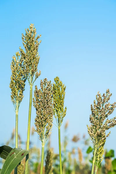 Cerrar Sorgo Mijo Cultivo Importante Cereales Cielo Azul Agente Campo — Foto de Stock