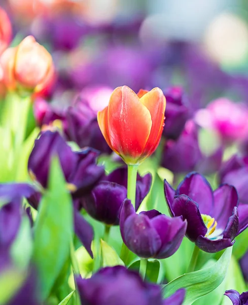 Rote Und Lila Tulpen Die Blumengarten Blühen — Stockfoto
