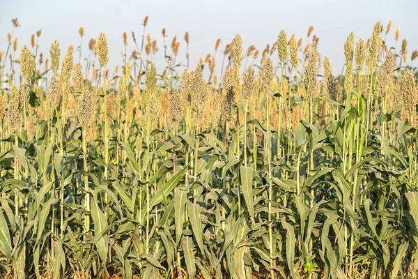 Millet Sorgho Culture Céréalière Importante Champ Sorgho Est Une Céréale — Photo