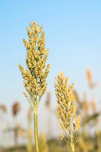 Feche Sorgo Milho Uma Importante Cultura Cereais Céu Azul Agente — Fotografia de Stock