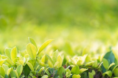 Seçici odak yeşil yaprak plantasyon içinde atışta kapatın