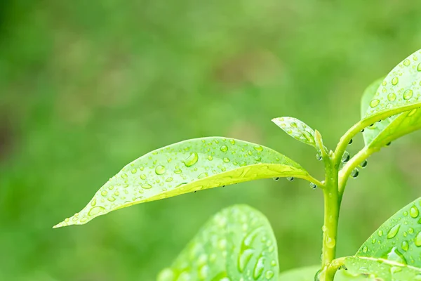 Fermer Feuille Verte Avec Des Gouttes Eau — Photo