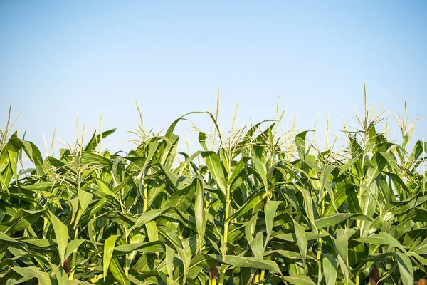 Corn Pollen Majs Toffs Majsfält — Stockfoto