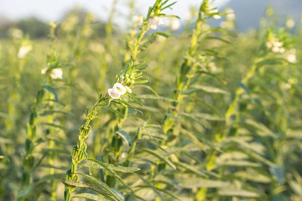 Fiore Semi Sesamo Albero Nel Campo Sesamo Una Pianta Erbacea — Foto Stock