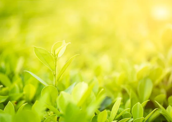 Gros Plan Avec Mise Point Sélective Feuille Verte Dans Plantation — Photo