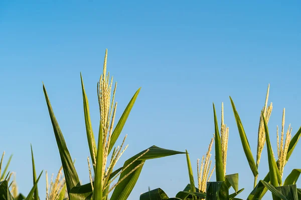 トウモロコシ畑でトウモロコシ タッセルのトウモロコシ花粉 — ストック写真