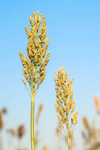 Chiudi Sorgo Miglio Una Coltura Cereali Importante Nel Cielo Blu — Foto Stock