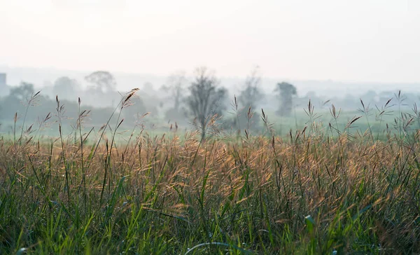 Wild grass in the morning sunrise — Stock Photo, Image