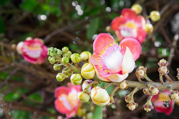 Shorea Robusta Nebo Cannonball Květ Couroupita Guianensis Stromě — Stock fotografie