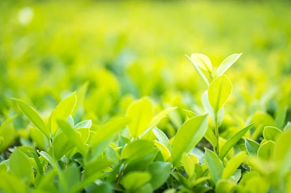 Nahaufnahme Mit Selektivem Fokus Grünes Blatt Plantage — Stockfoto