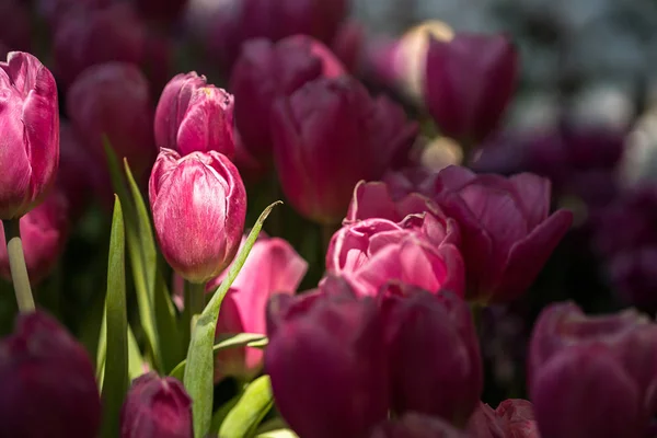 Fermer Tulipes Rouges Violettes Fleurissant Dans Jardin Fleuri — Photo