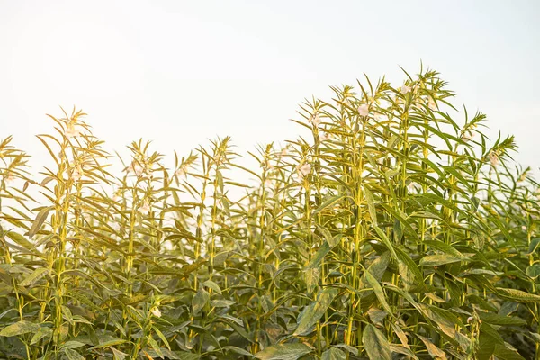 Termőföld Növekedését Sesame Szezám Növények — Stock Fotó