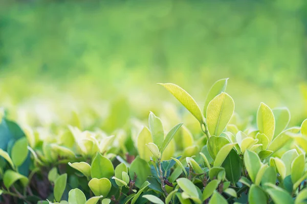 Primer Plano Con Foco Selectivo Hoja Verde Plantación — Foto de Stock