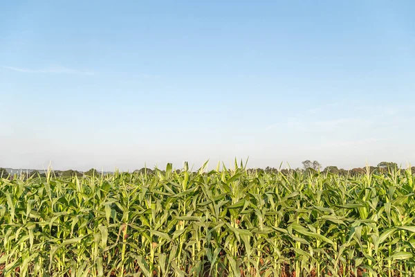Green Maize Corn Field Plantation Corn Cob — Stock Photo, Image