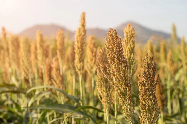 Hirse Oder Sorghum Ist Eine Wichtige Getreidepflanze Auf Dem Feld — Stockfoto