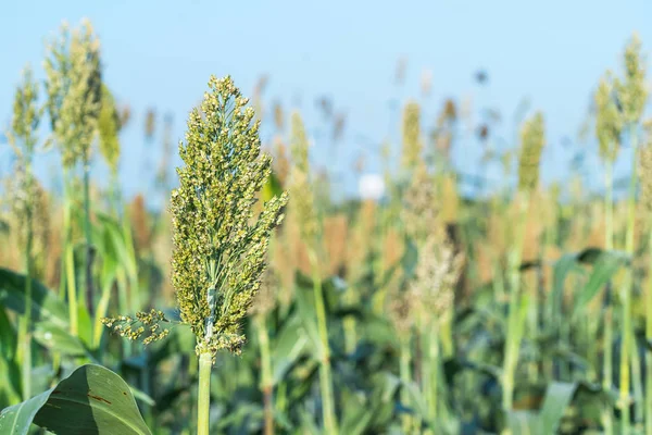 Nahaufnahme Von Sorghum Oder Hirse Einer Wichtigen Getreidepflanze Blauen Himmel — Stockfoto