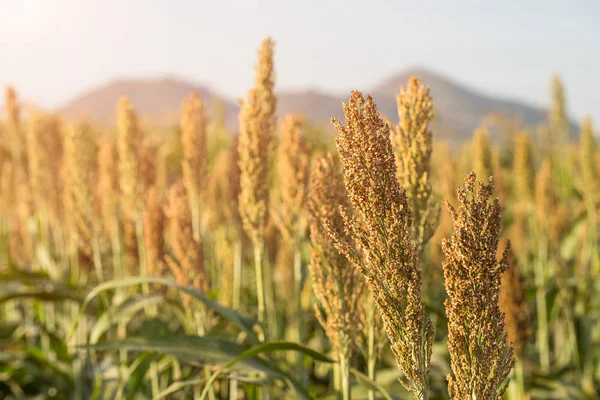 Milho Sorgo Uma Importante Cultura Cereais Campo Sorgo Cereal Amplamente — Fotografia de Stock