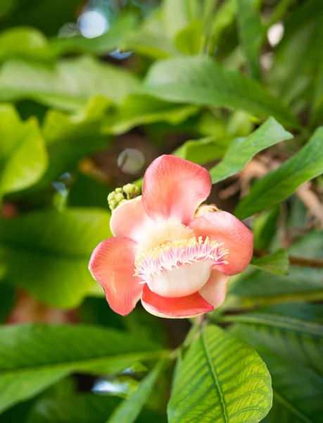 Shorea Robusta Λουλούδι Μπάλα Κανονιού Sal Λουλούδια Couroupita Guianensis Πάνω — Φωτογραφία Αρχείου