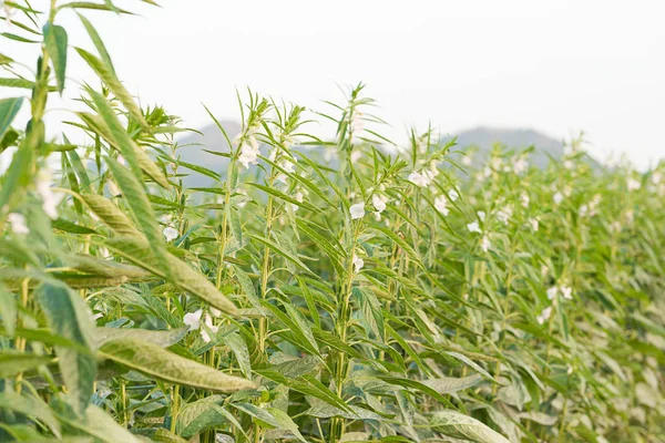 Zemědělská Půda Růstu Sezam Strom Sezamové Rostlin — Stock fotografie