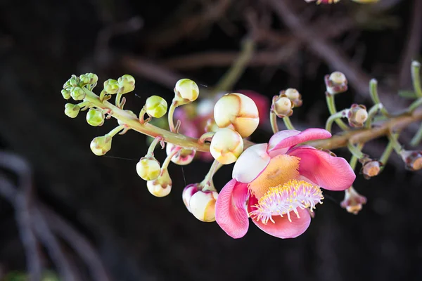 Primer Plano Shorea Robusta Cannonball Flower Couroupita Guianensis Árbol — Foto de Stock